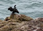 0370 IMG 4741 1  Shag at Buller of Buchan