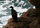 0375 IMG 4471 1  Shag at Bullers of Buchan