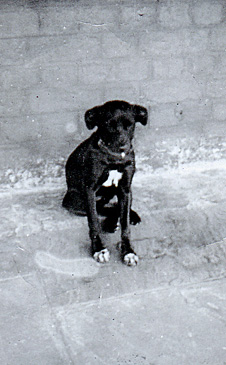 Dog in India